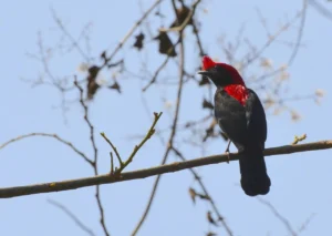soldadinho-do-araripe